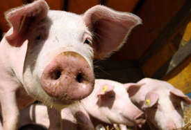 Mrtva svinja sa prasetom LEŽI U LOKVI KRVI: Učenici prijavili jeziv tretman životinja u Poljoprivrednoj školi (UZNEMIRUJUĆI VIDEO)