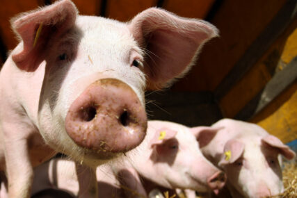 Potvrđena svinjska afrička kuga: Ministar Minić o bolesti na farmi kod Bijeljine