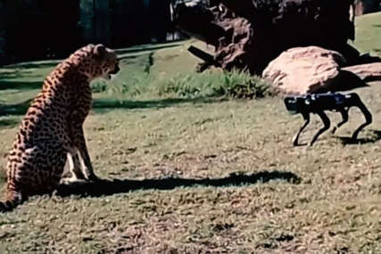 Pas robot u zoološkom vrtu: Sparki u kavezu sa dva geparda (VIDEO)