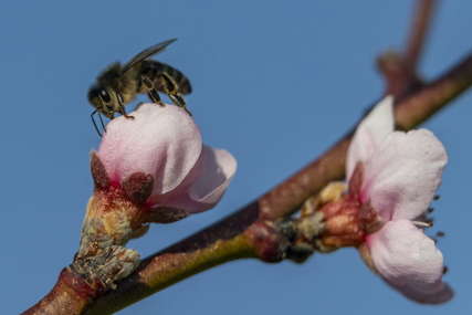 PRVA POMOĆ Ako vas ubode pčela ili osa i primijetite nekoliko simptoma, obavezno se javite ljekaru