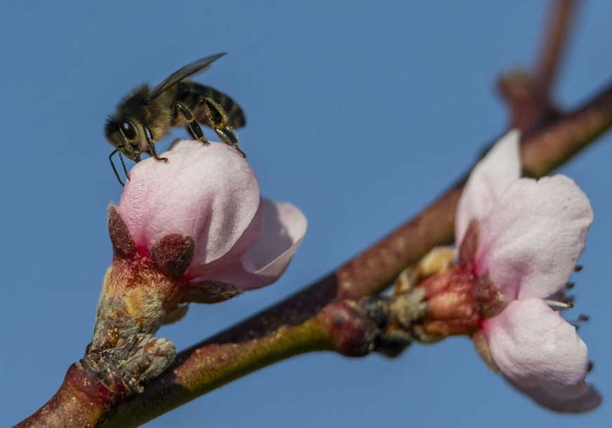 PRVA POMOĆ Ako vas ubode pčela ili osa i primijetite nekoliko simptoma, obavezno se javite ljekaru