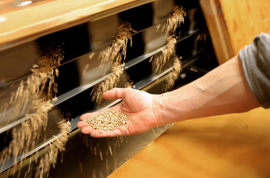 Dobrom dijelu svijeta prijeti ostanak bez pšenice: Svima je potrebno, a srpsko žito moglo bi KOŠTATI KAO SUVO ZLATO