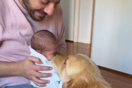 Prizor koji topi srca: Zlatni retriver se prvi put susreo s novorođenom bebom (VIDEO)