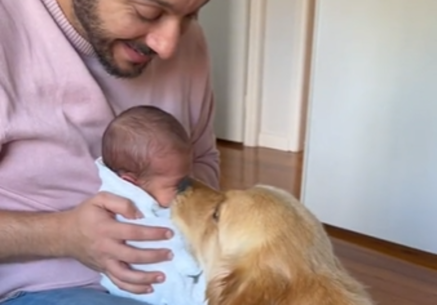 Prizor koji topi srca: Zlatni retriver se prvi put susreo s novorođenom bebom (VIDEO)
