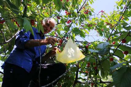 Problemi proizvođača trešnje u Potkozarju: Rod dobar, otkupne cijene niske (FOTO)