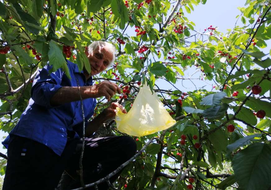 Problemi proizvođača trešnje u Potkozarju: Rod dobar, otkupne cijene niske (FOTO)