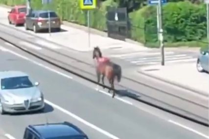 NESVAKIDAŠNJA SCENA Osedlan konj jurio po jednoj od najprometnijih ulica u Beogradu (VIDEO)