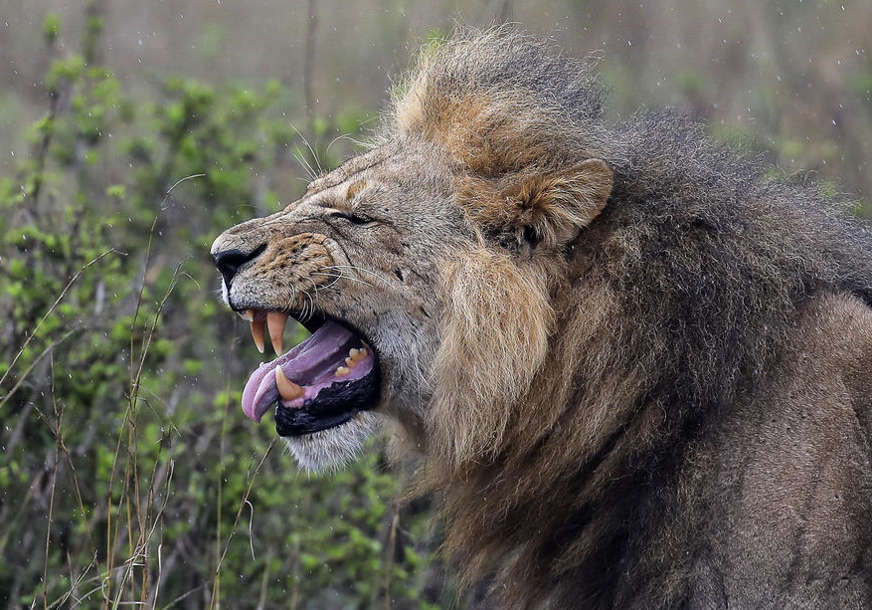 MISLILI SU DA JE PRAVI Mještani sela u Keniji podigli uzbunu zbog plastične kese sa likom lava