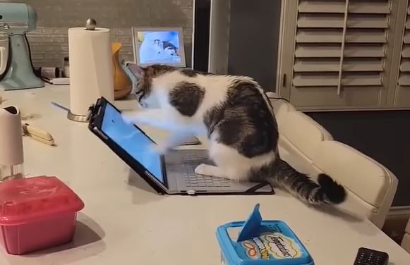 NASMIJALA SVE Mačka koja "odgovara na mailove" postala hit na Instagramu (VIDEO)