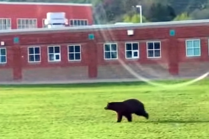 "Mislim da nam je medvjed u dvorištu" Životinja prvo posjetila školu, pa se zaustavila na drvetu (VIDEO)