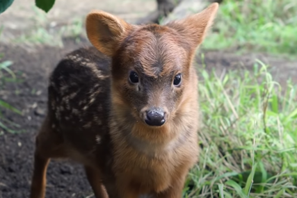Najmanji jelen na svijetu: Pudui su biljojedi i žive od lišća i trave (VIDEO)