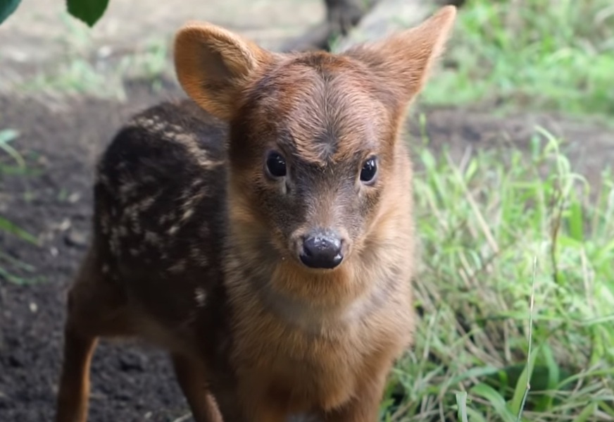 Najmanji jelen na svijetu: Pudui su biljojedi i žive od lišća i trave (VIDEO)