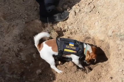Heroj na četiri noge: Zelenski odlikovao psa koji je otkrio više od 200 mina u Ukrajini (VIDEO)