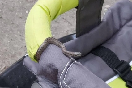 ZASTRAŠUJUĆA SCENA Žena htjela da stavi dijete u kolica, a tamo je sačekala zmija duža od metra (FOTO)