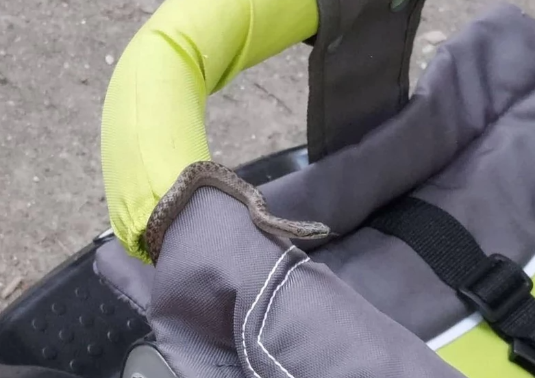 ZASTRAŠUJUĆA SCENA Žena htjela da stavi dijete u kolica, a tamo je sačekala zmija duža od metra (FOTO)