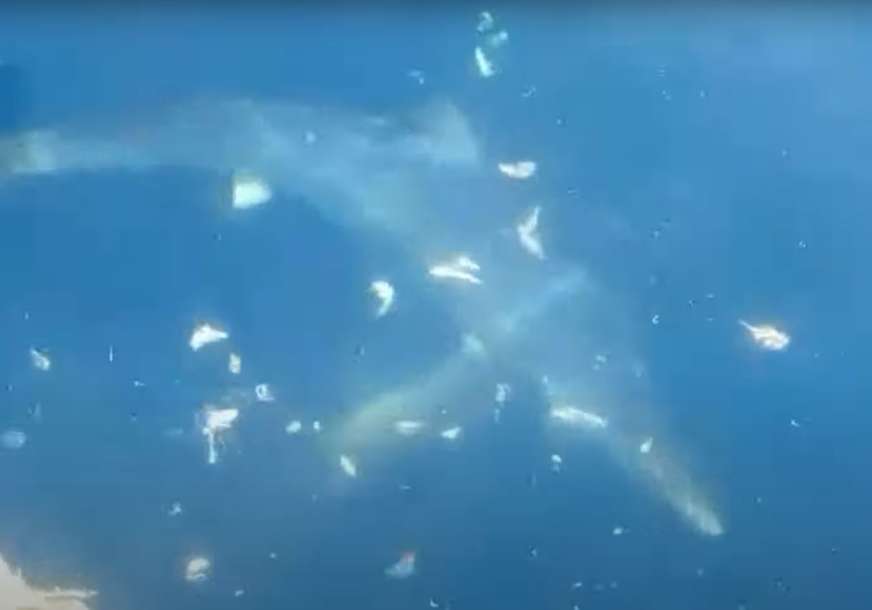 AJKULA OD DVA METRA Ribolovac snimio ogromnog morskog psa u Jadranskom moru (VIDEO)