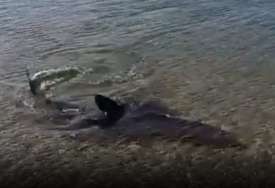 Zaštićena vrsta: Morski pas snimljen u plićaku u Istri