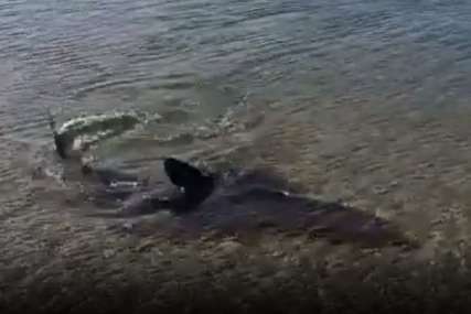 Zaštićena vrsta: Morski pas snimljen u plićaku u Istri