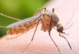 Bez aditiva, potpuno prirodno: Napravite sami sredstvo protiv komaraca