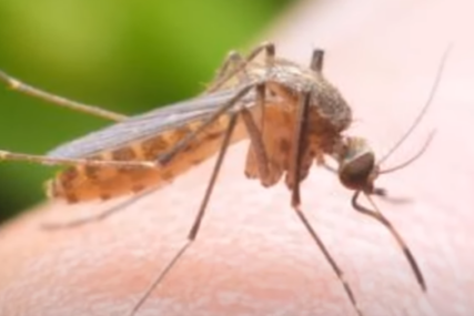 Miris kože ili “slatka krv”: Ovo su razlozi zbog kojih vas ujedaju komarci