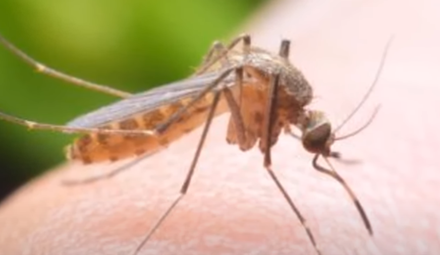 Prirodni sprej protiv komaraca: Napravite sami ovo sredstvo i riješite se dosadnih insekata