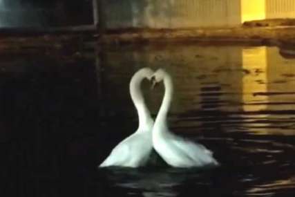 Očaravajući prizor na jezeru: Ljubavni "ples" labudova će vas oduševiti (VIDEO)