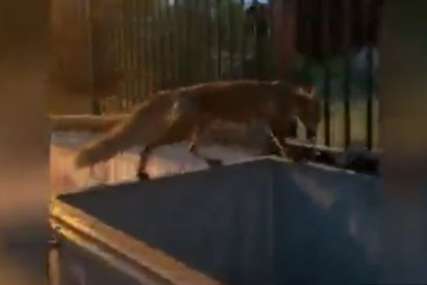 LISICA USRED GRADA Životinja tražila hranu po kontejneru ispred škole, pa pobjegla (VIDEO)
