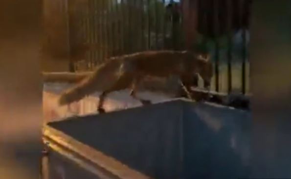LISICA USRED GRADA Životinja tražila hranu po kontejneru ispred škole, pa pobjegla (VIDEO)