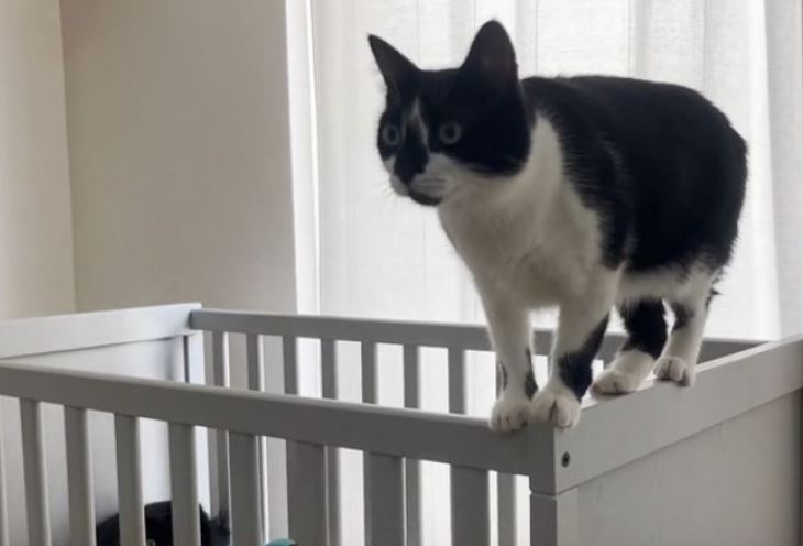 URNEBESAN SNIMAK Vlasnici u sobu postavili kolijevku za bebe, reakcija mačaka je hit (VIDEO)