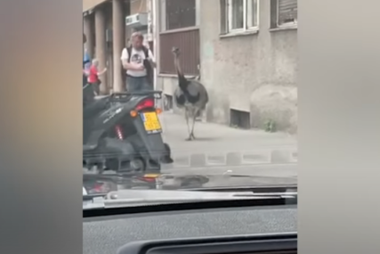 Neobična slika na ulicama srpske prestonice: Noj slobodno šeta trotoarom, a ČEKA I PREVOZ (VIDEO)
