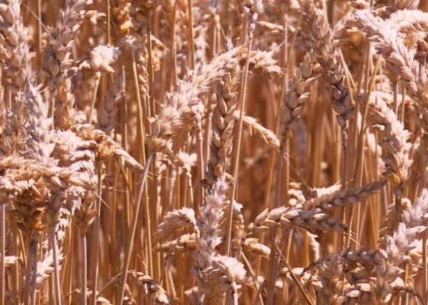 “Moramo da balansiramo, situacija nije naivna” Nedimović poručio da Srbija ima dovoljno pšenice za cijeli Balkan