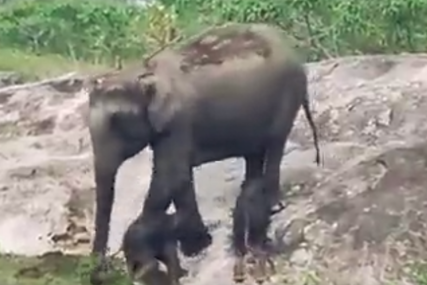 IZUZETNO RIJETKA POJAVA Snimak slonice sa tek rođenim blizancima obišao svijet (VIDEO)