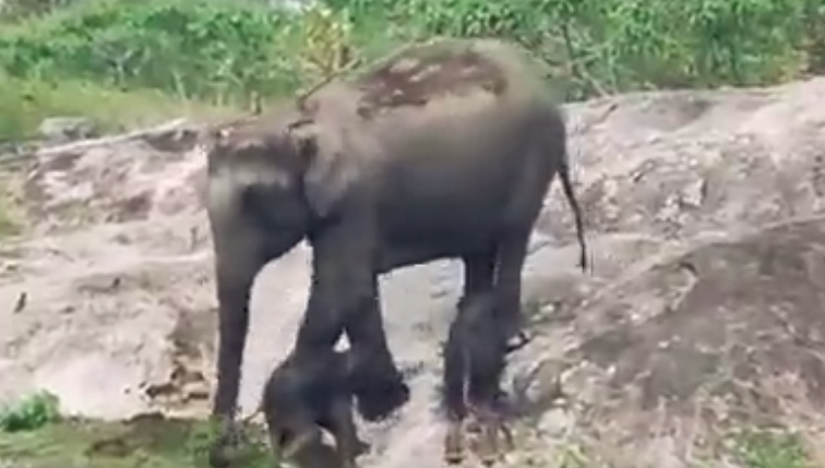 IZUZETNO RIJETKA POJAVA Snimak slonice sa tek rođenim blizancima obišao svijet (VIDEO)