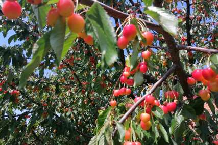 Propadaju ogromne količine trešnje u Potkozarju: Stotine tona nema ko da obere niti otkupi (FOTO)