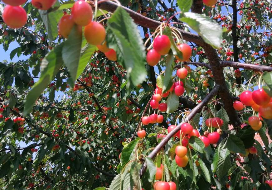Propadaju ogromne količine trešnje u Potkozarju: Stotine tona nema ko da obere niti otkupi (FOTO)