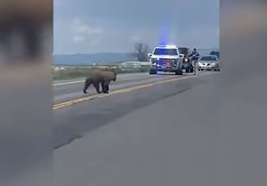 Scena koja se dugo pamti: Policija zaustavila saobraćaj da bi medvjed prešao put (VIDEO)