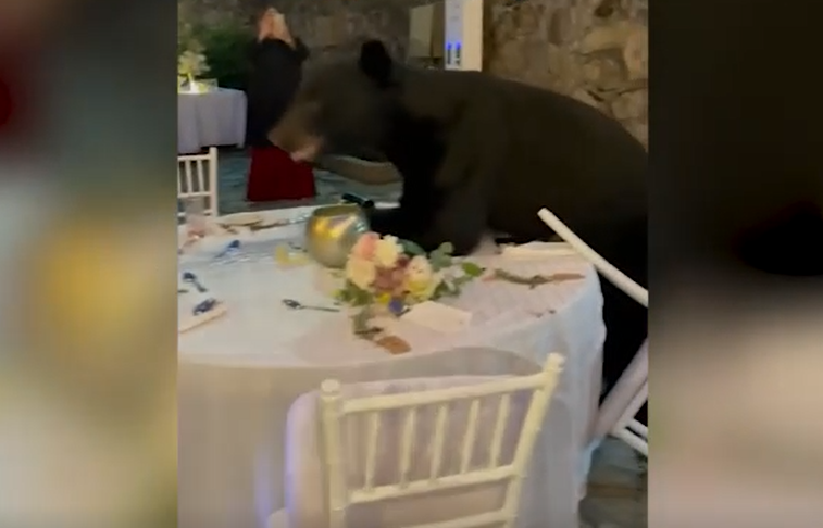 Medvjed upao na svadbu: Svi pričaju o reakciji gostiju, a snimak se masovno dijeli na mrežama (VIDEO)