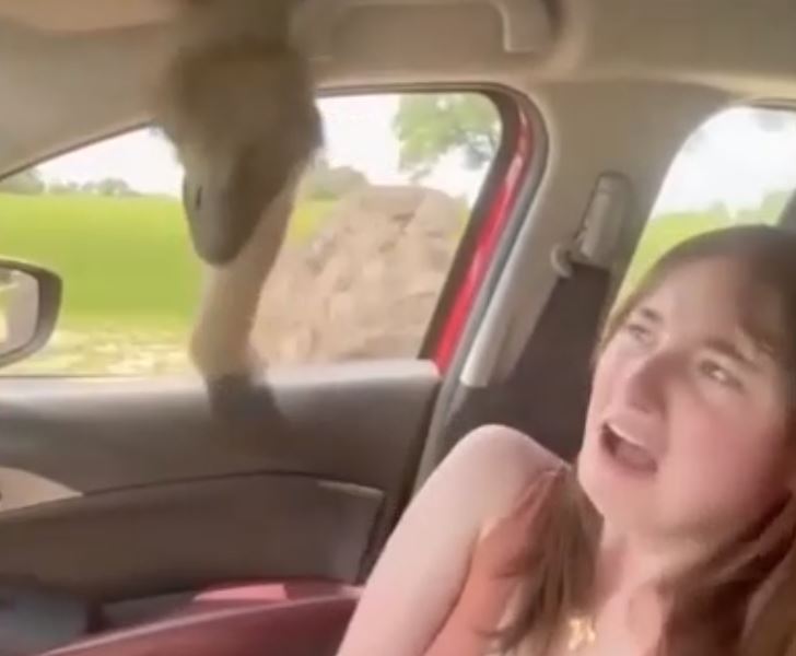 Ovome se nije nadala: Htjela da nahrani pticu iz džipa, pa se pokajala (VIDEO)
