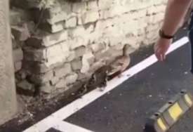 (FOTO) Prizor izazvao oduševljenje na društvenim mrežama: Muškarac zaustavio saobraćaj, kako bi patka sa pačićima SIGURNO PREŠLA CESTU