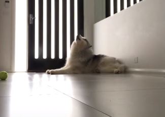 "Kome treba alarm" Snimila šta njen pas radi kad je sam u kući, pa se našalila (VIDEO)