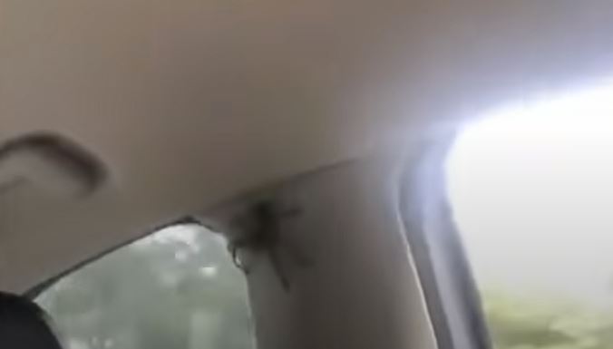 Prizor od kojeg hvata jeza: Porodica u vožnji otkrila ogromnog pauka u autu (VIDEO)