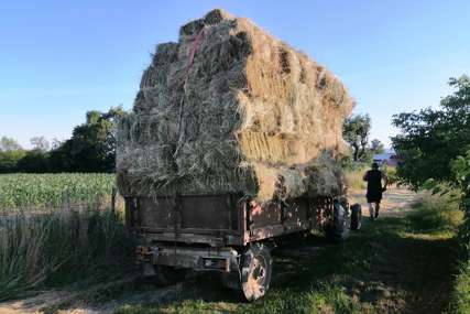 Suša spalila njive: Nedostatak sijena smanjuje broj grla u Srpskoj