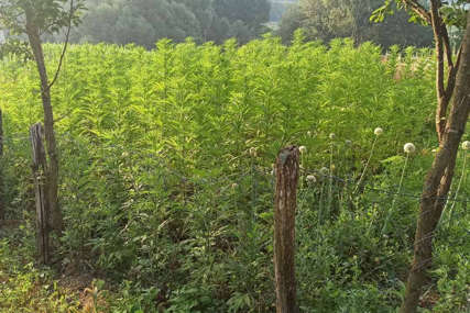 Plantažu marihuane SAKRIO U ZASAD KUKURUZA: Na području Dervente 3 osobe uhapšene zbog droge (FOTO)