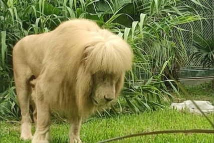 “Izgleda posramljeno” Lav iz zoološkog postao hit zbog neobične frizure, radnici negiraju da su ga šišali (FOTO)