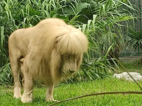 “Izgleda posramljeno” Lav iz zoološkog postao hit zbog neobične frizure, radnici negiraju da su ga šišali (FOTO)