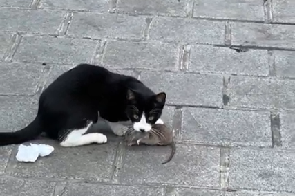“Prirodni neprijatelji” Pogledajte simpatični snimak igre mačke i miša (VIDEO)