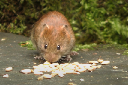 Nepoželjni gosti: U banjalučkom marketu pronađeni miševi među pitama (FOTO)