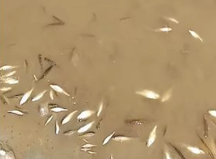 "Ljudi moji, pogledajte ovo" Pecaroš snimio mrtvu ribu u rijeci, tužni prizor razbjesnio sve (VIDEO)