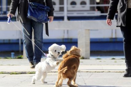 "Život u Londonu" Milijarderi traže diskretnu dadilju za čuvanje pasa, a za to bi platili čak 117.000 evra