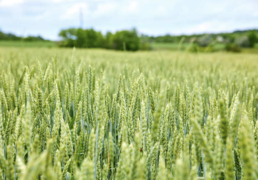 KORIDOR ZA PŠENICU Njemačka najavljuje probnu rutu za izvoz ukrajinskog žita